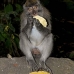 monkey_macaque_balinese_mf_ubud_v_1279_bal5000.jpg